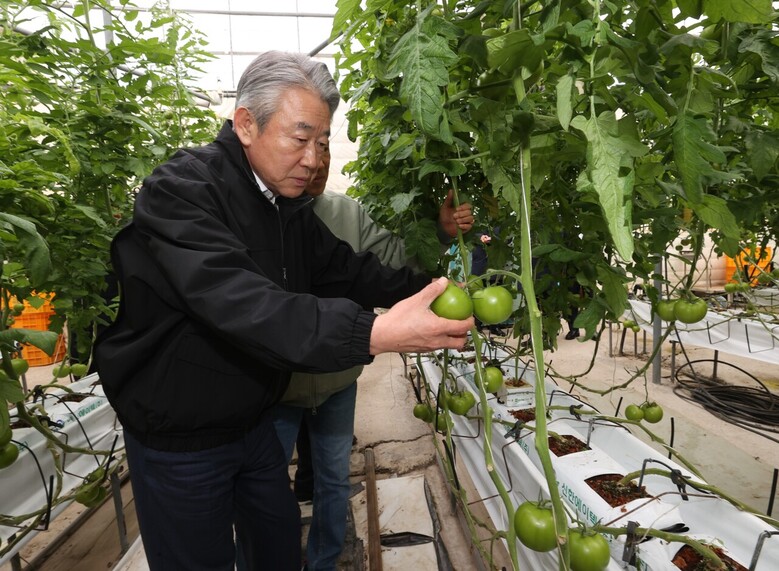 강호동 농협중앙회장은 경남 사천시 소재 토마토 농가를 찾아 생육 및 출하동향 점검(농협 제공)