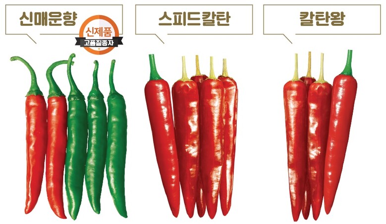 동오시드 고추품종 (동오그룹 제공)