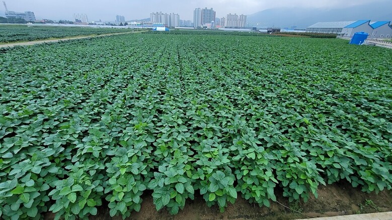 콩 생육 전경 (자료DB)
