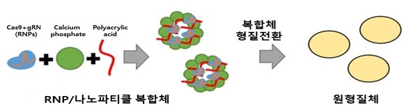 버섯 유전자 교정에 활용한 복합체 합성 모식도