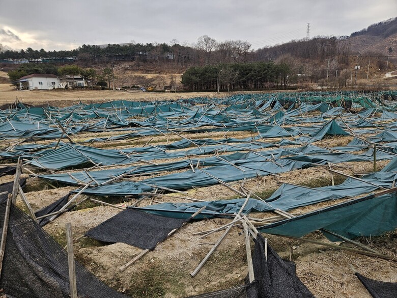 폭설 피해를 본 인삼 농가