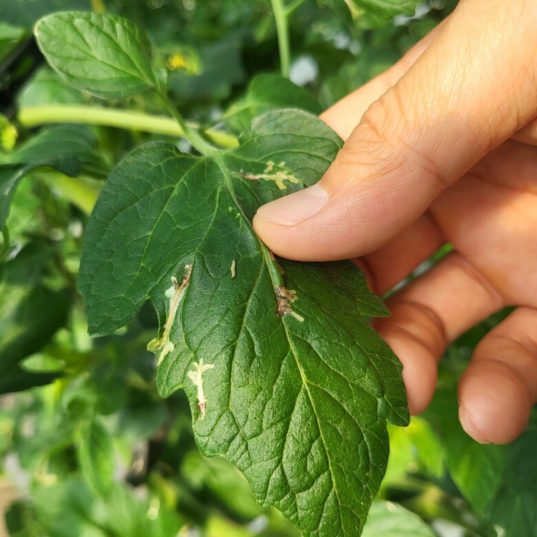 ‘토마토뿔나방’ 피해 사진(경기도청 제공)