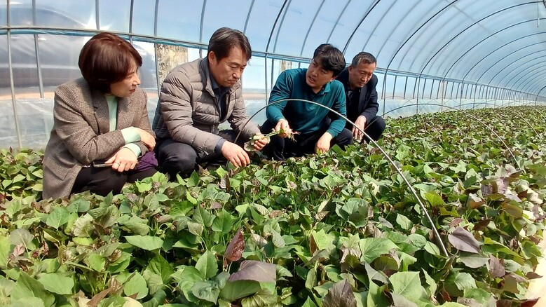 국립식량과학원 곽도연 원장, 김제 고구마 조기재배 농가 모기르기 현장 점검(농진청 제공)