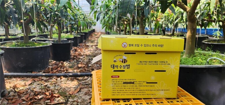 망고 화분매개 뒤영벌 방사(농진청 제공)