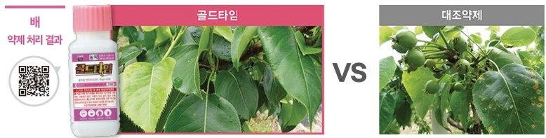골드타임 배 방제효과(경농 제공)