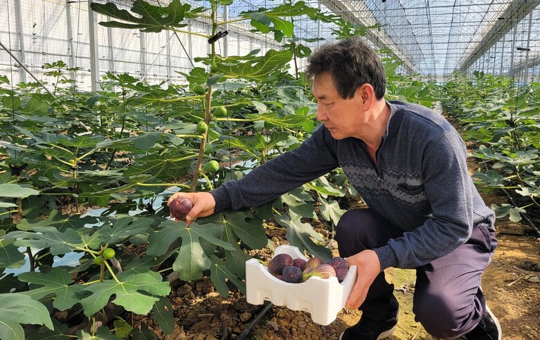 겨울 무화과 수확(전남농기원 제공)