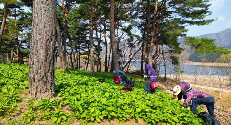 산나물 명이(인제군청 제공)