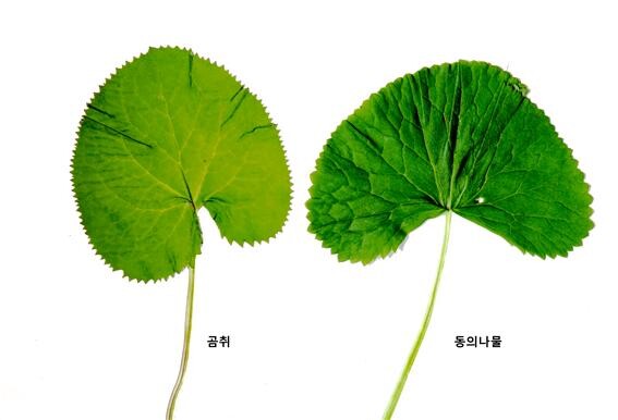 식약청 제공