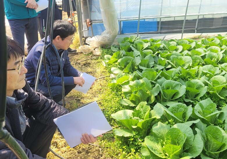 원예작물부장 봄배추재배지 점검 모습 (농촌진흥청 제공)