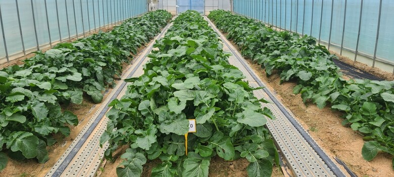순무(경기도청 제공)