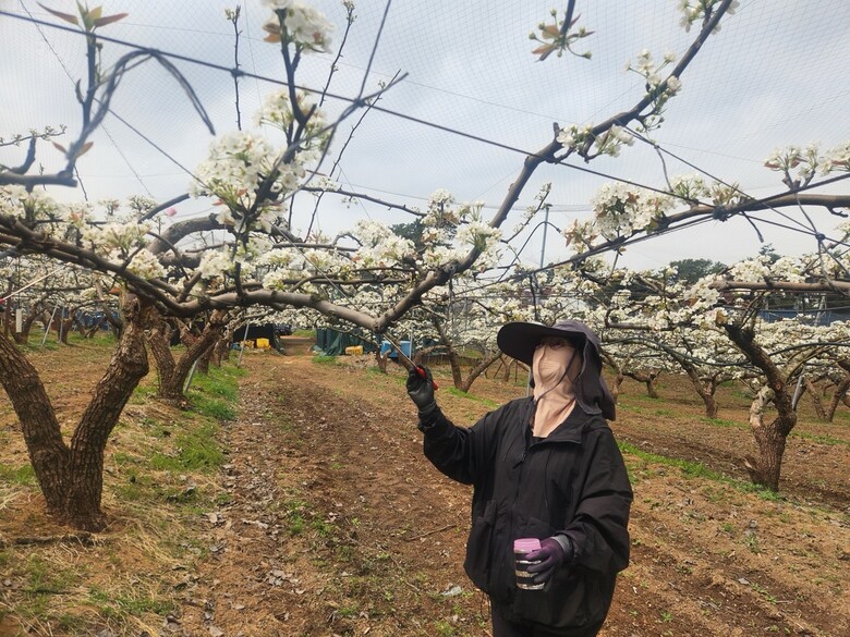 배꽃 인공수분(인천시 제공)
