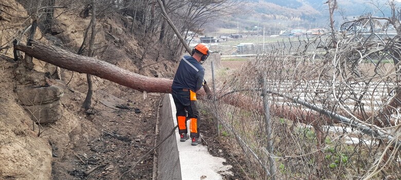 도로변 주변 위험목 제거에 총력(남부지방산림청 제공)