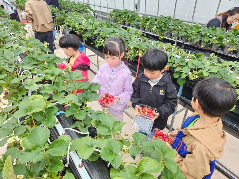 순환식 수경재배교육 딸기체험 (농촌진흥청 제공)