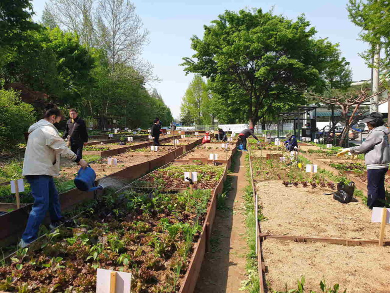2025년 강서농산물도매시장 체험 텃밭 분양(서울시농수산식품공사 제공)