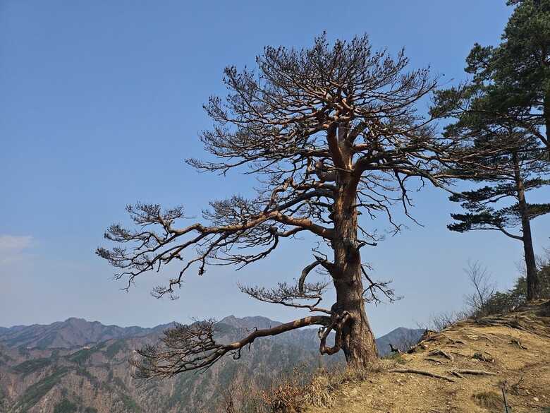 울진 대왕소나무(남부지방산림청 제공)