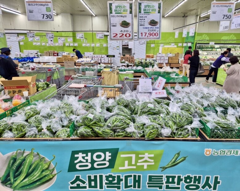 농협하나로마트 청양고추 최대 45% 할인(농협 제공)