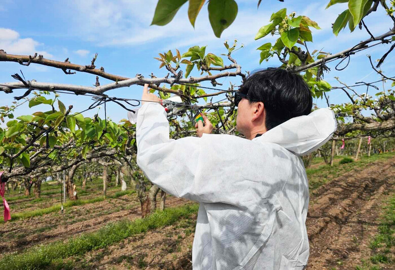 배 재배 농장에서 과수화상병 유입 차단을 위해 예찰 활동을 강화하고 있다(전남농기원 제공)