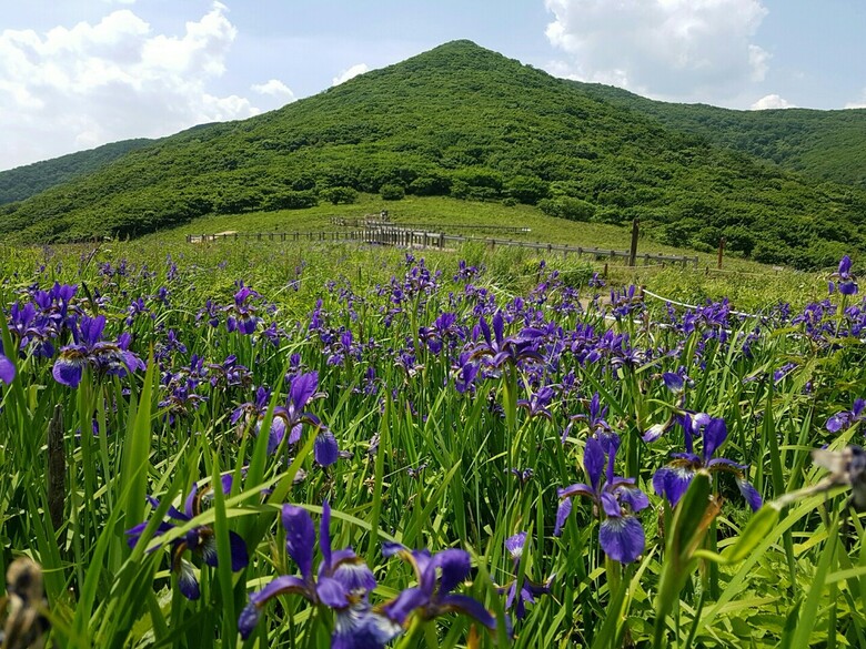산림 유전자원 보호구역 곰배령 정상 모습(산림청 제공)
