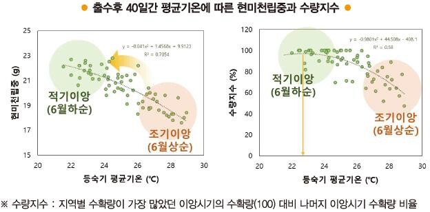 출수 후 평균기온에 따른 현미천립중과 수량지수