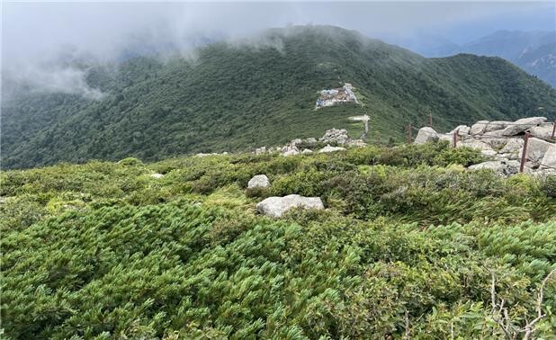 설악산 눈잣나무 전경(국립산림과학원 제공)