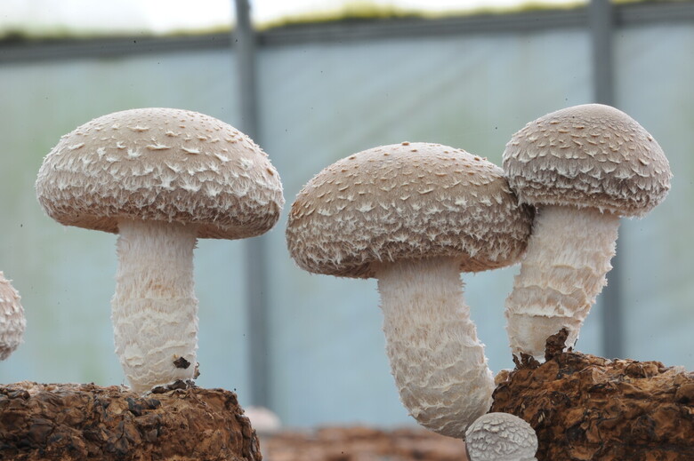 품종 산백향(국립산림과학원 제공)