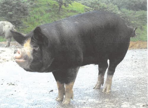 산청흑돼지