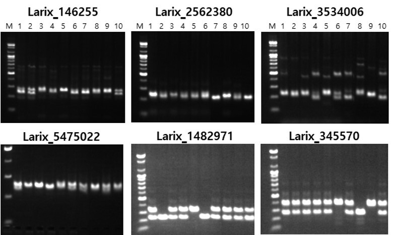 일본잎갈나무 식별 DNA 마커 개발(국립산림과학원 제공)