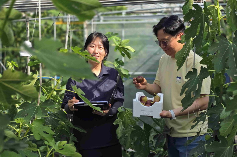 전남농업기술원 과수연구소에서 무화과 작황 조사를 하고 있다(전남농기원 제공)