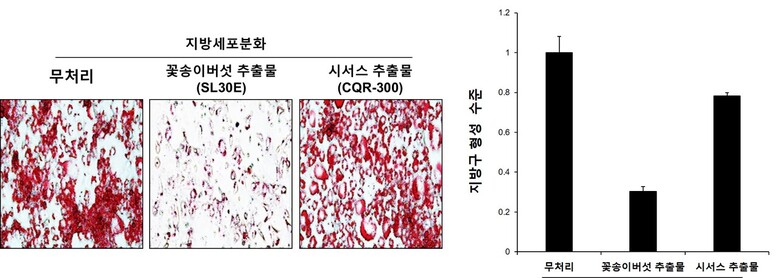 꽃송이버섯 추출물의 지방세포 분화 억제 효과