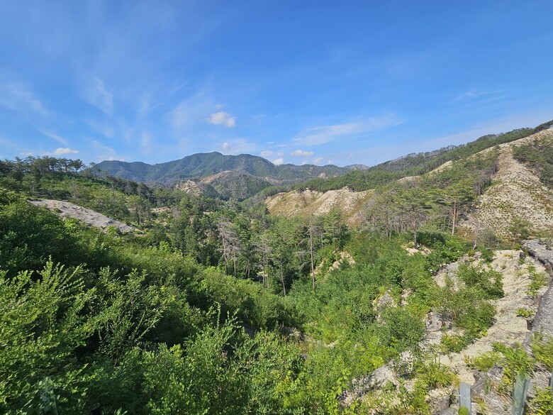 산불피해지 중 생태복원 중인 국립울진생태숲지정대상지 (산림청 제공)