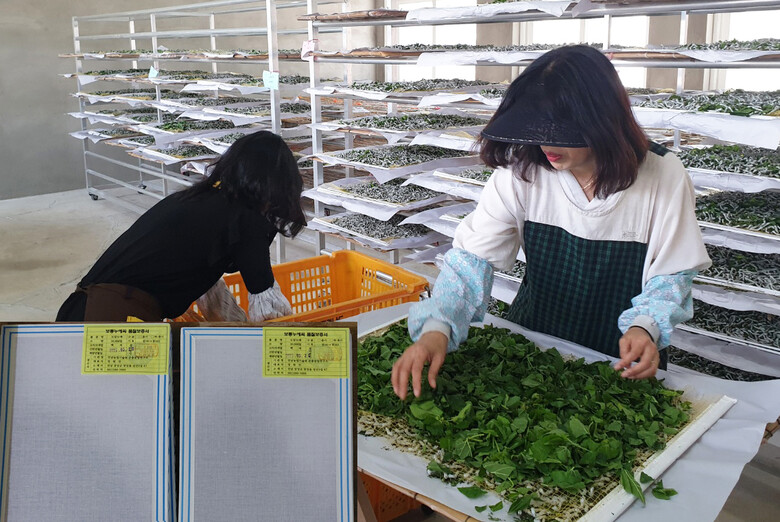 전남농업기술원 곤충잠업연구소에서 보급종 ‘도담누에’ 누에씨를 공급한다(전남농기원 제공)