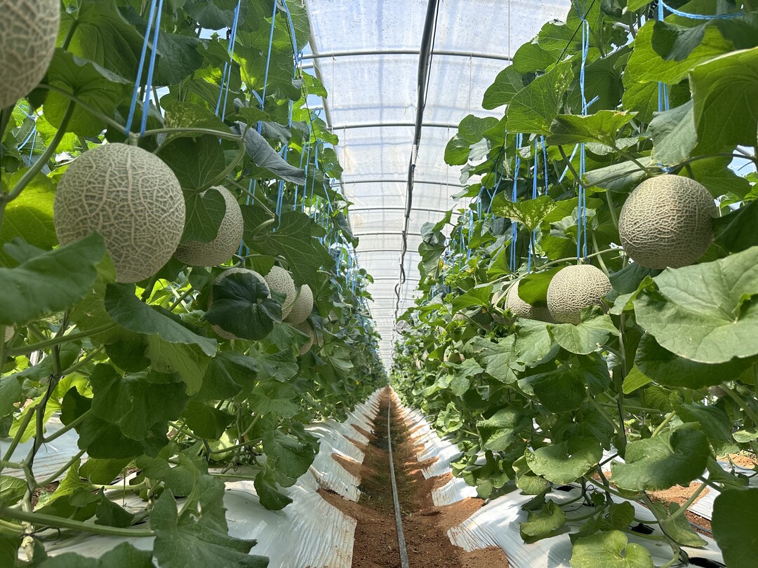 농진원–전남대, 미생물농법 실증결과 시들음병 80% 감소 확인