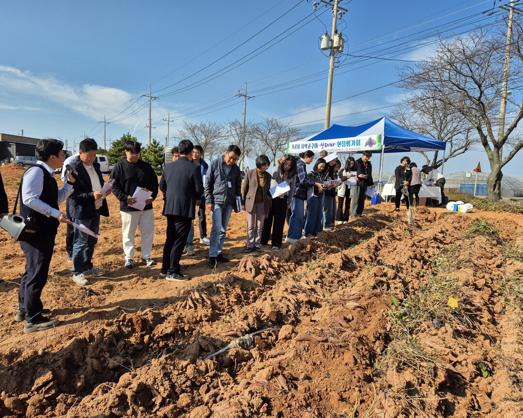 자색고구마 신품종 '보다미', 현장 평가회 열려