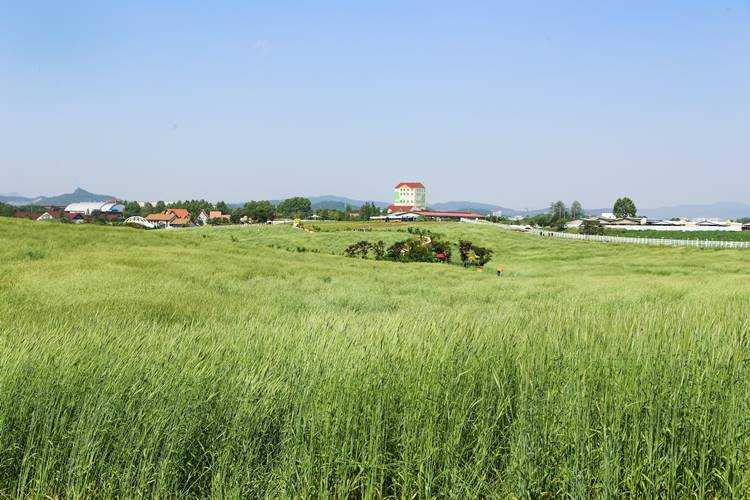 농협경제지주,  동계작물 목초 등 사료작물 종자 추가 공급