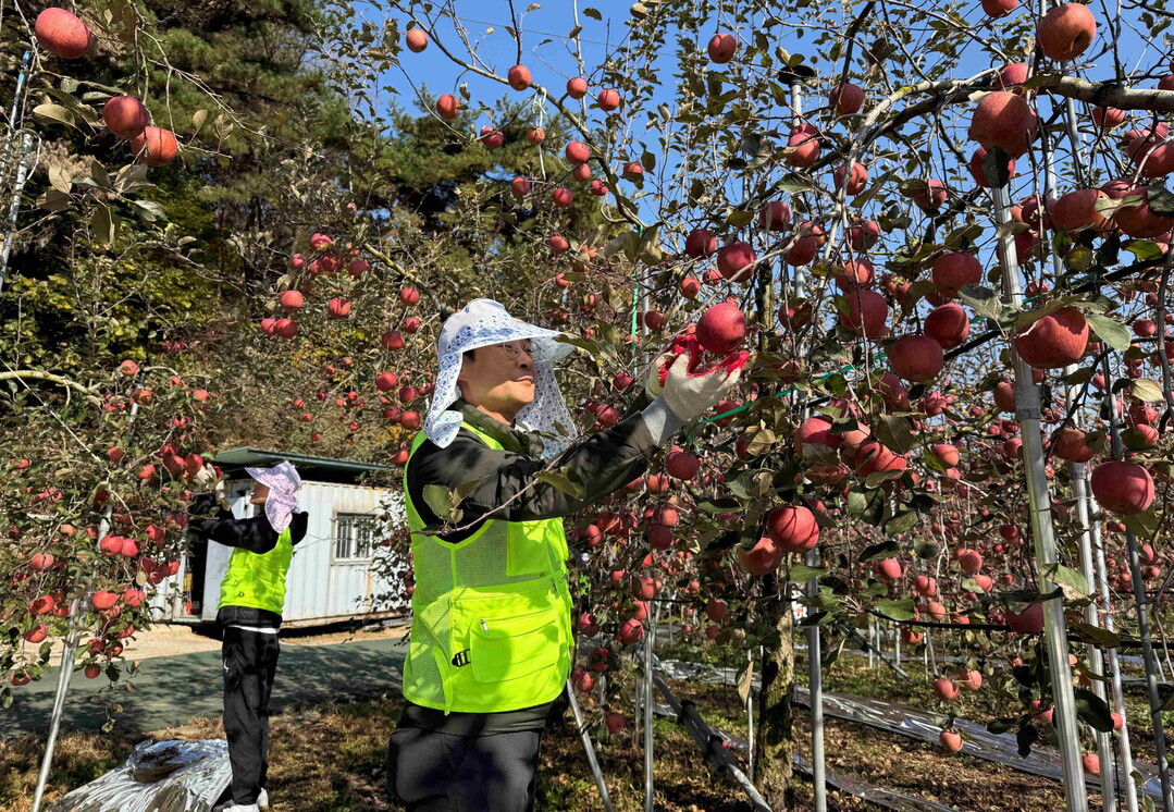 농협 축산물도매분사, 사과 수확 농촌 일손돕기로 농심천심 운동 실천