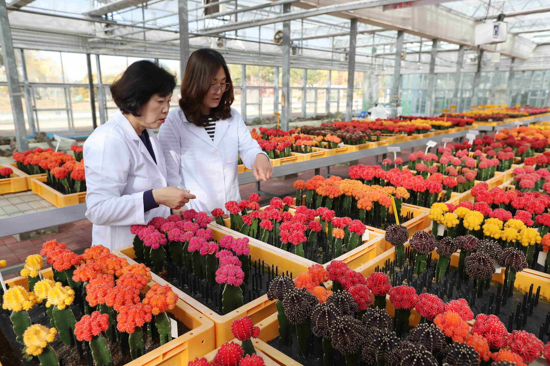 꽃처럼 화려한 접목선인장, 수출 유망 품종 찾는다