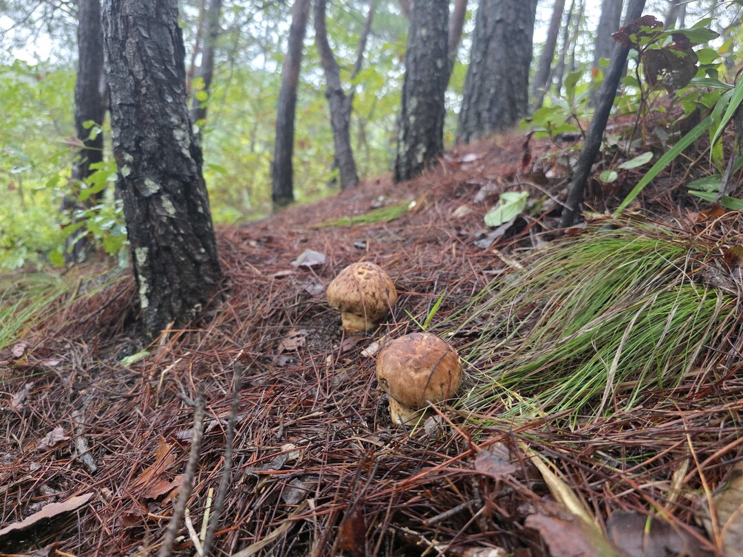 고성 산불피해지서 3년 연속 송이 발생…송이산 복원 가능성 확인