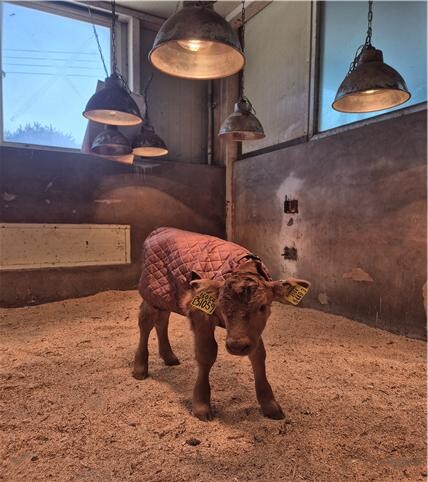 해발 800미터 대관령 한우연구센터 월동 준비 착착
