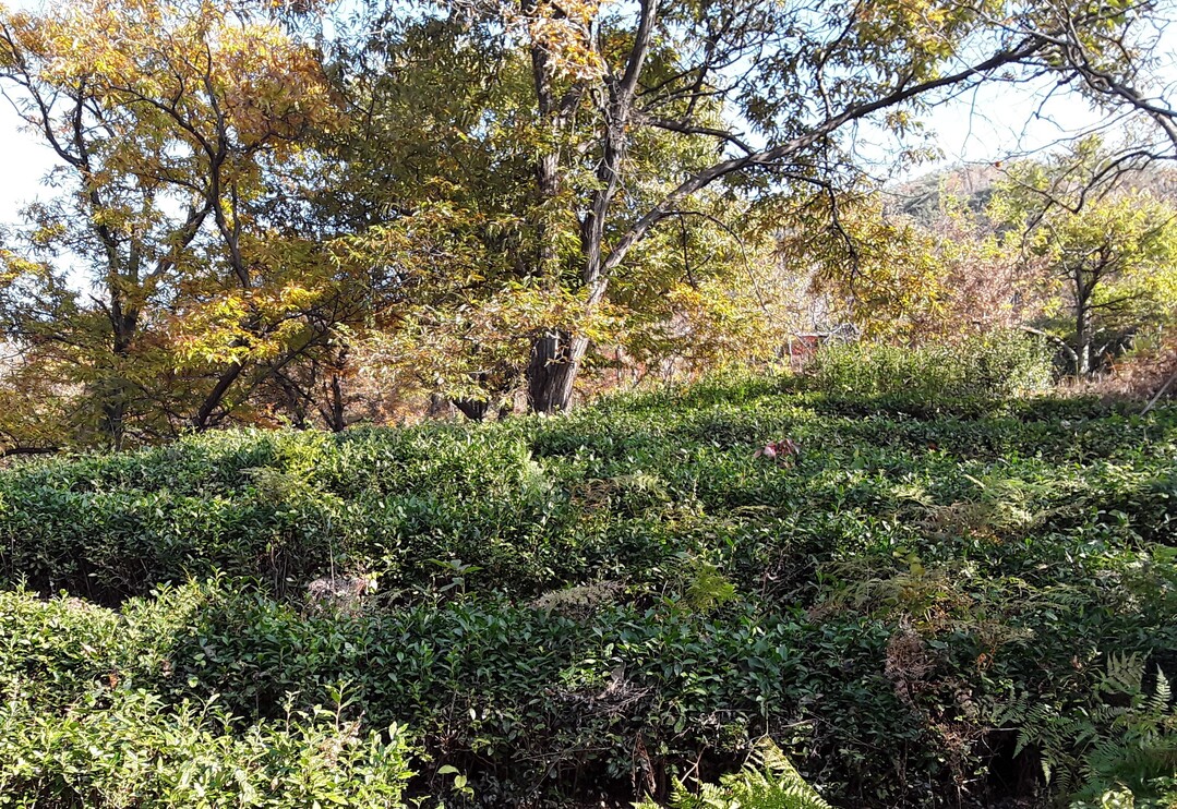 차나무, 임산물로 공식 인정…임업경영체 등록 제도 본격 적용