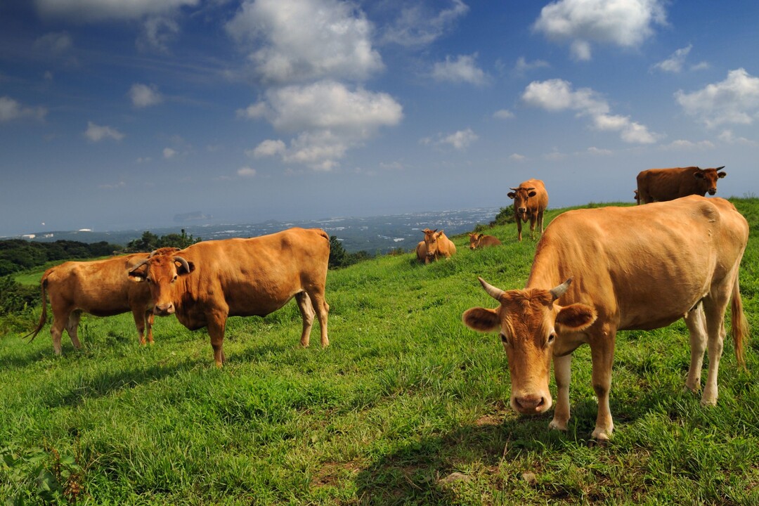 한우자조금, '한우' 생태 순환의 축으로 재조명…탄소저감·지속가능성 해법 제시