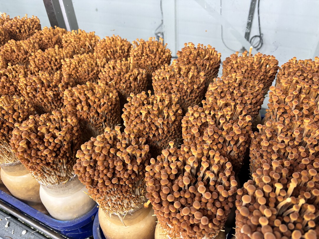 농촌진흥청, 이색 버섯 품종·가공품 개발로 수출 시장 확대 나선다