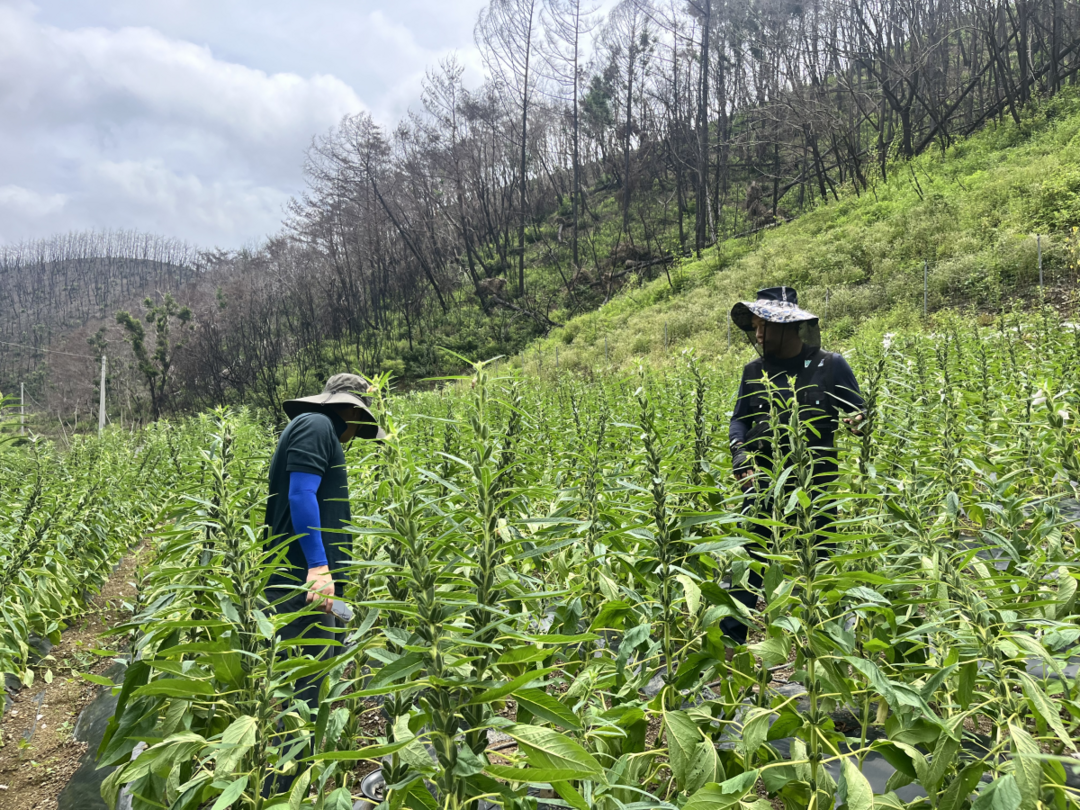 농진원, 산불 피해 안동서 참깨 종자 생산 185% 달성