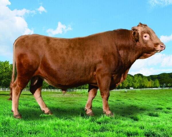 한우 보증씨수소 KPN1375