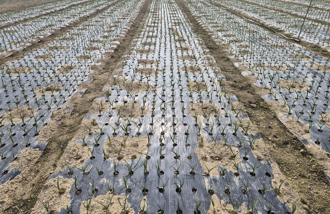 전남농기원, 마늘·양파 생육재생기 맞아 철저한 포장 관리 당부