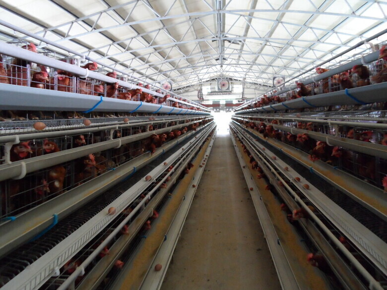 산란계사(환기)