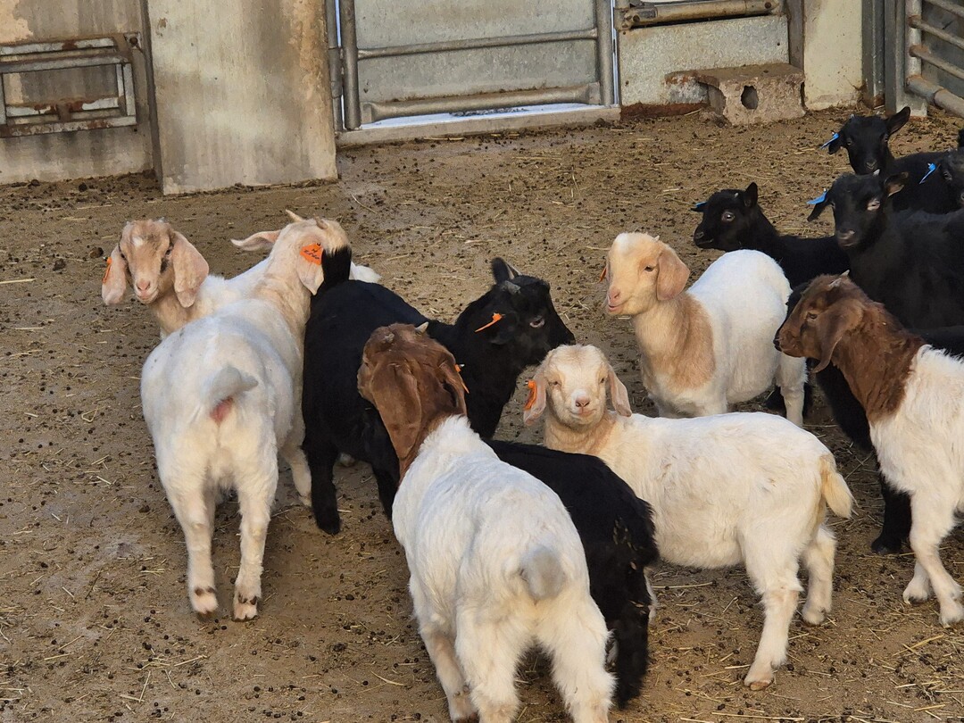 농식품부, 염소산업 경쟁력 강화 대책 마련