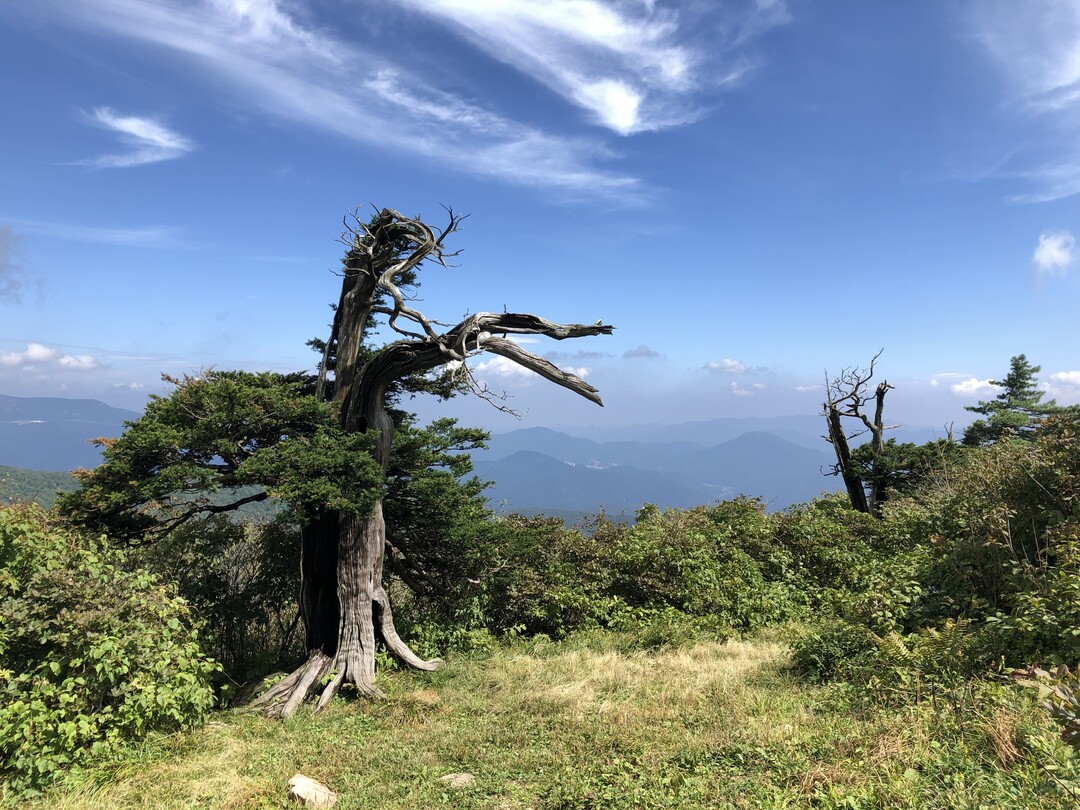 기후위기 속 ‘천년을 사는 주목’ 복원의 길 열다