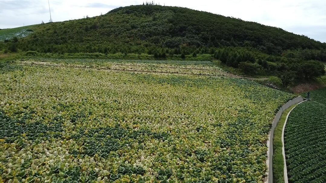 고랭지배추 반쪽시들음병, 이렇게 하면 방제 효과 탁월