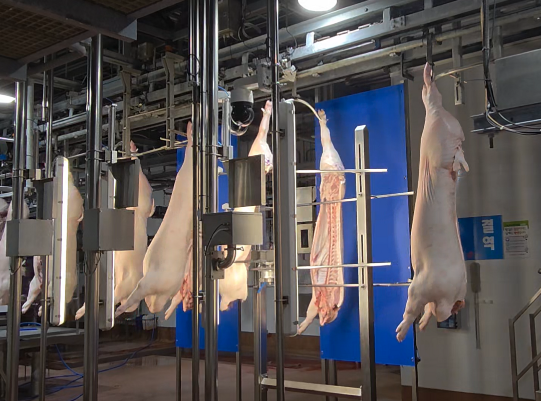 축산물품질평가원, ‘인공지능 기반 돼지 품질 평가 장비’ 설치 확대