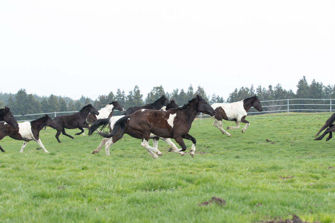 'RDA승용마' 방목 시작, 마음껏 초원을 달린다